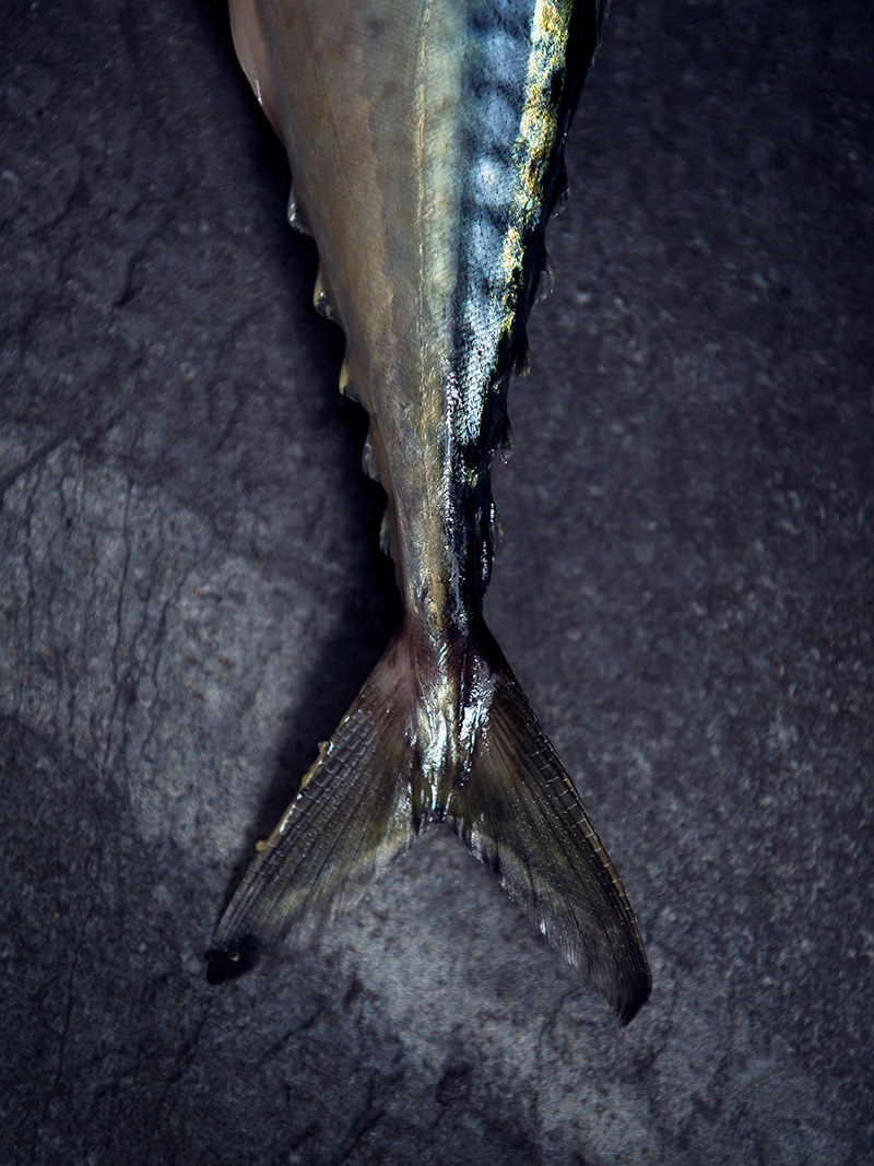 fish-tail